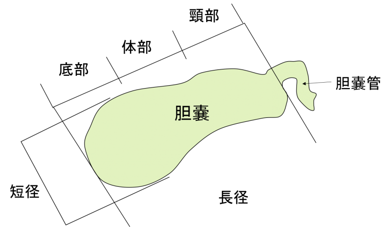 gall bladder　1